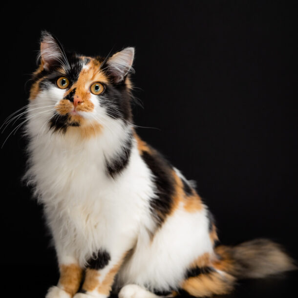 Studio pet portrait of a Calico cat with a black background.