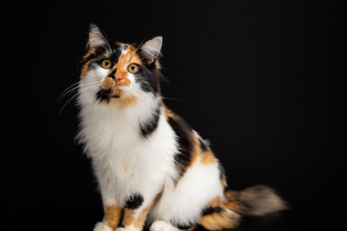 Studio pet portrait of a Calico cat with a black background.