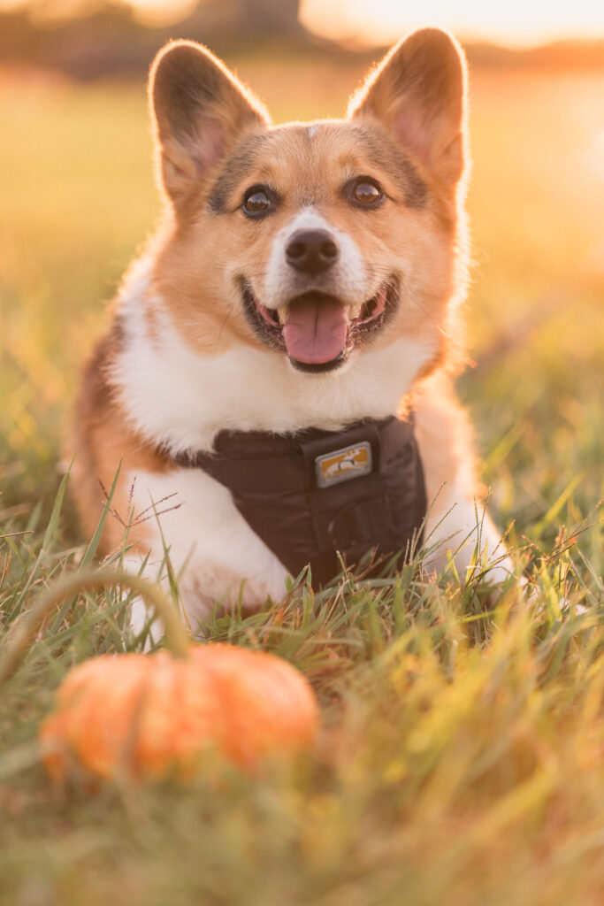 A pet portrait session at Manassas National Battlefield Park in Virginia.